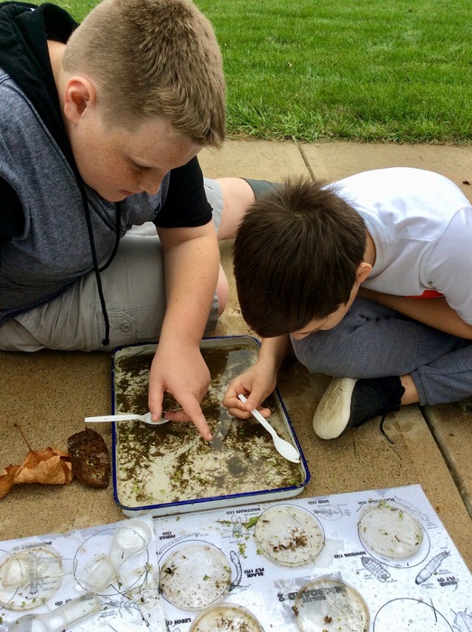 Students work to evaluate water quality using macro-invertebrates.
